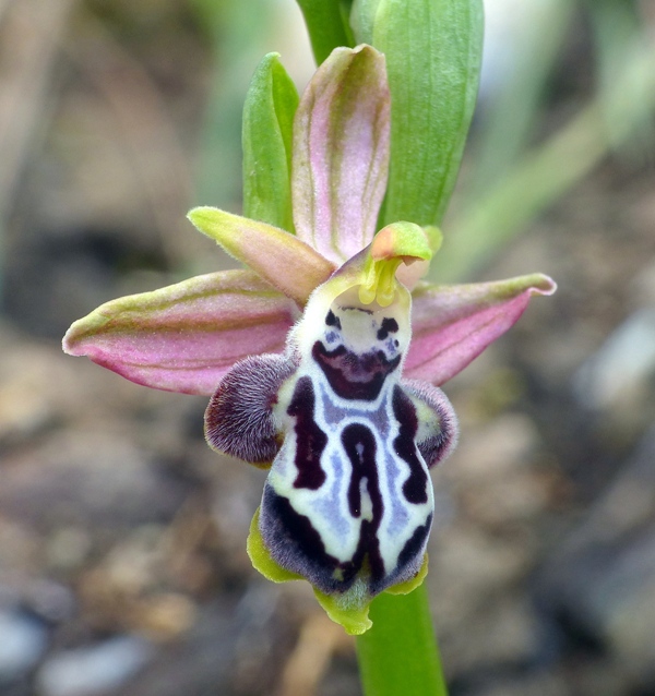 Orchidee di Creta: tra mitologia, montagne e natura, marzo 2015